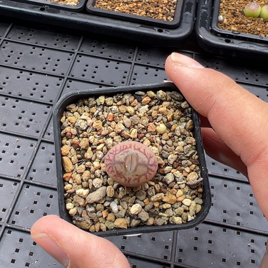 62单头墨杂一棵特