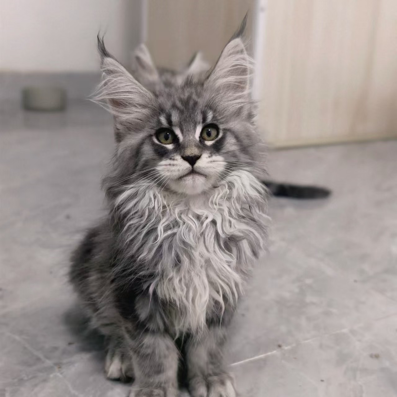 【轻奢潮宠】俄版缅因猫虎斑长毛幼猫宠物猫活体链接猫咪宠物抖音