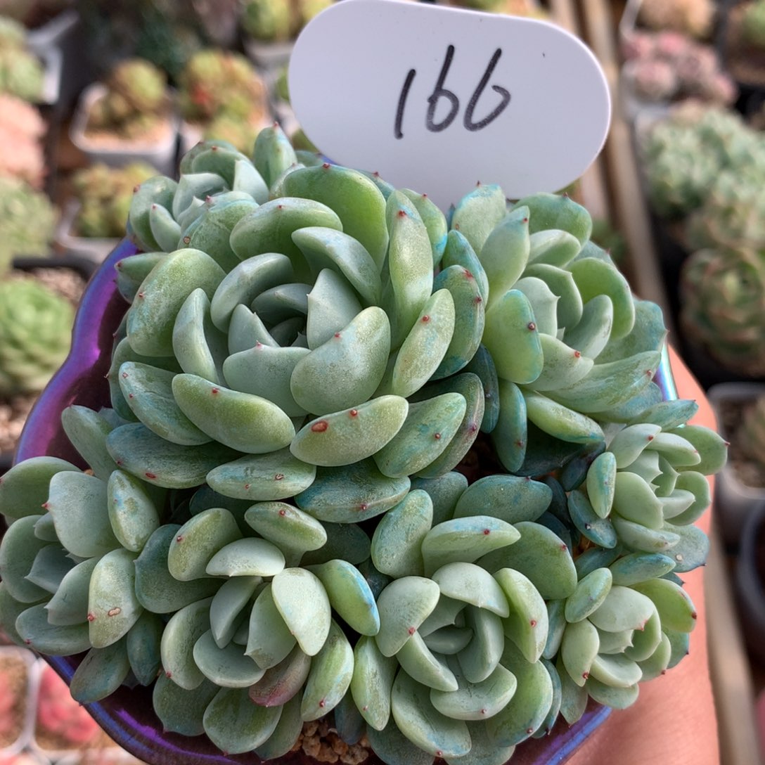 8头白色恋人无砍群166