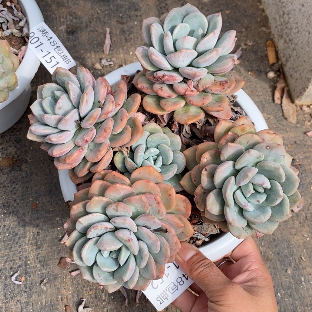 夏悦多肉901-152白鹭