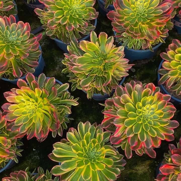 朝霞一颗多肉植物