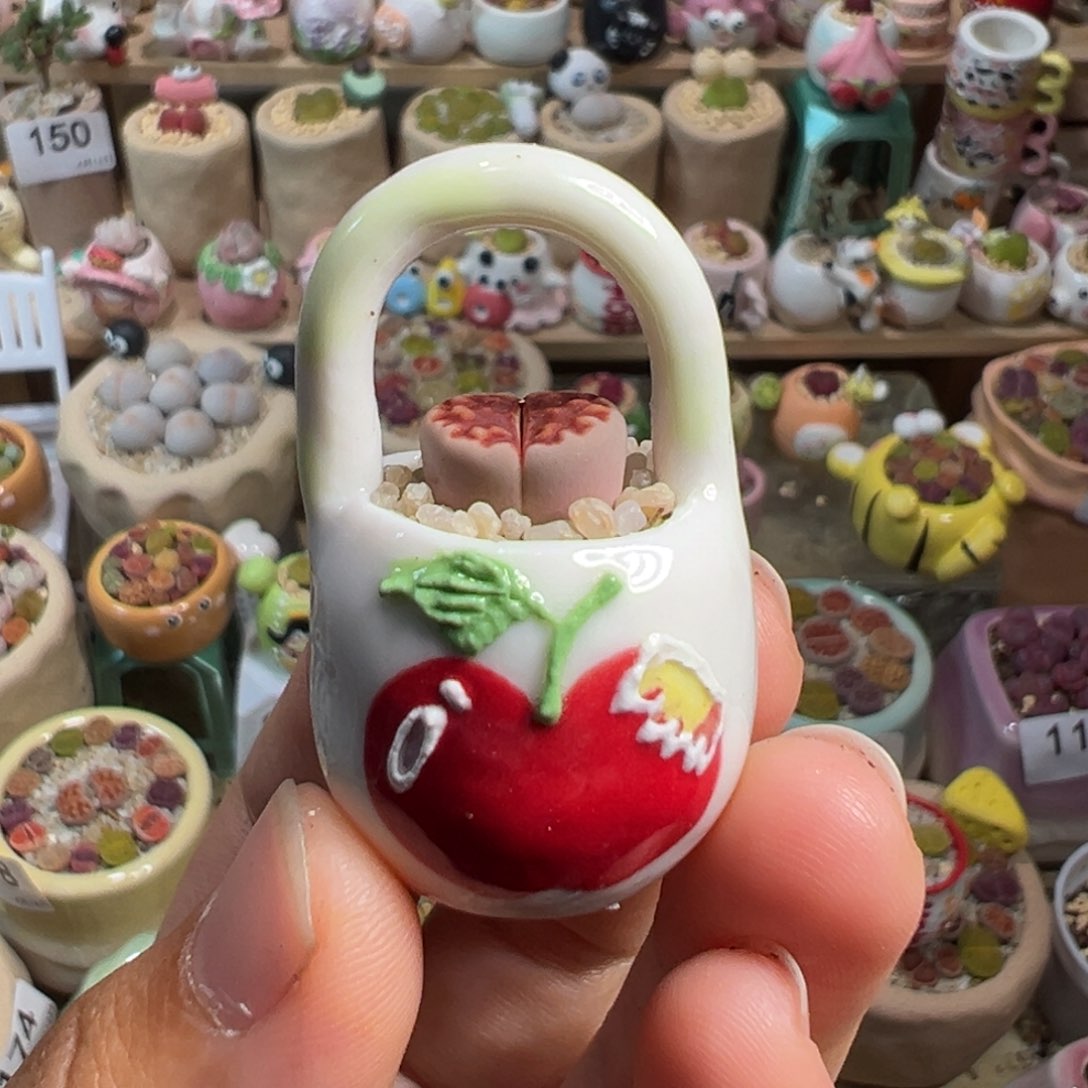 多肉植物181号拇指盆