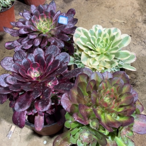 290多肉植物组合