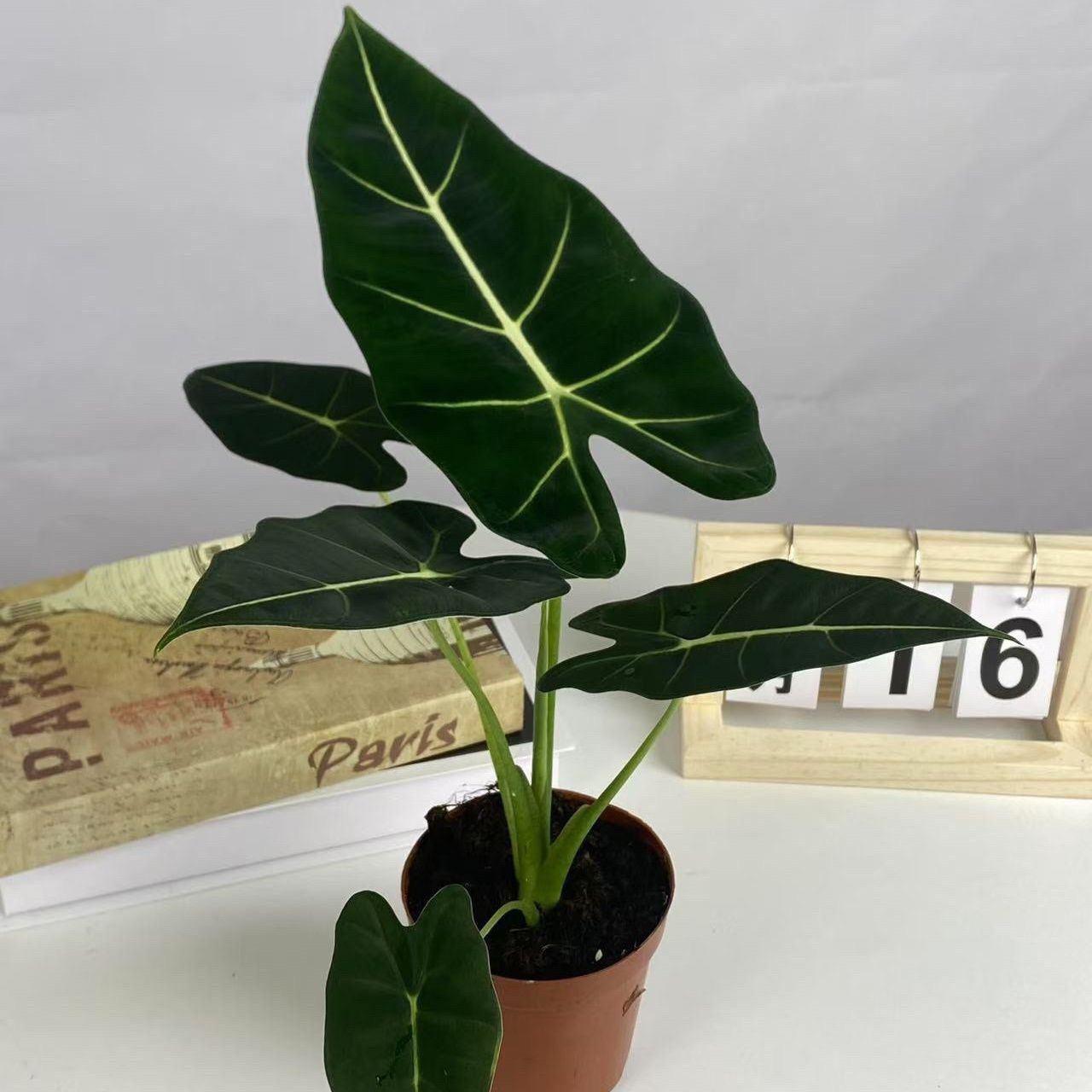 绿天鹅绒海芋室内盆栽观叶植物好养耐阴净化空气原盆原土发货