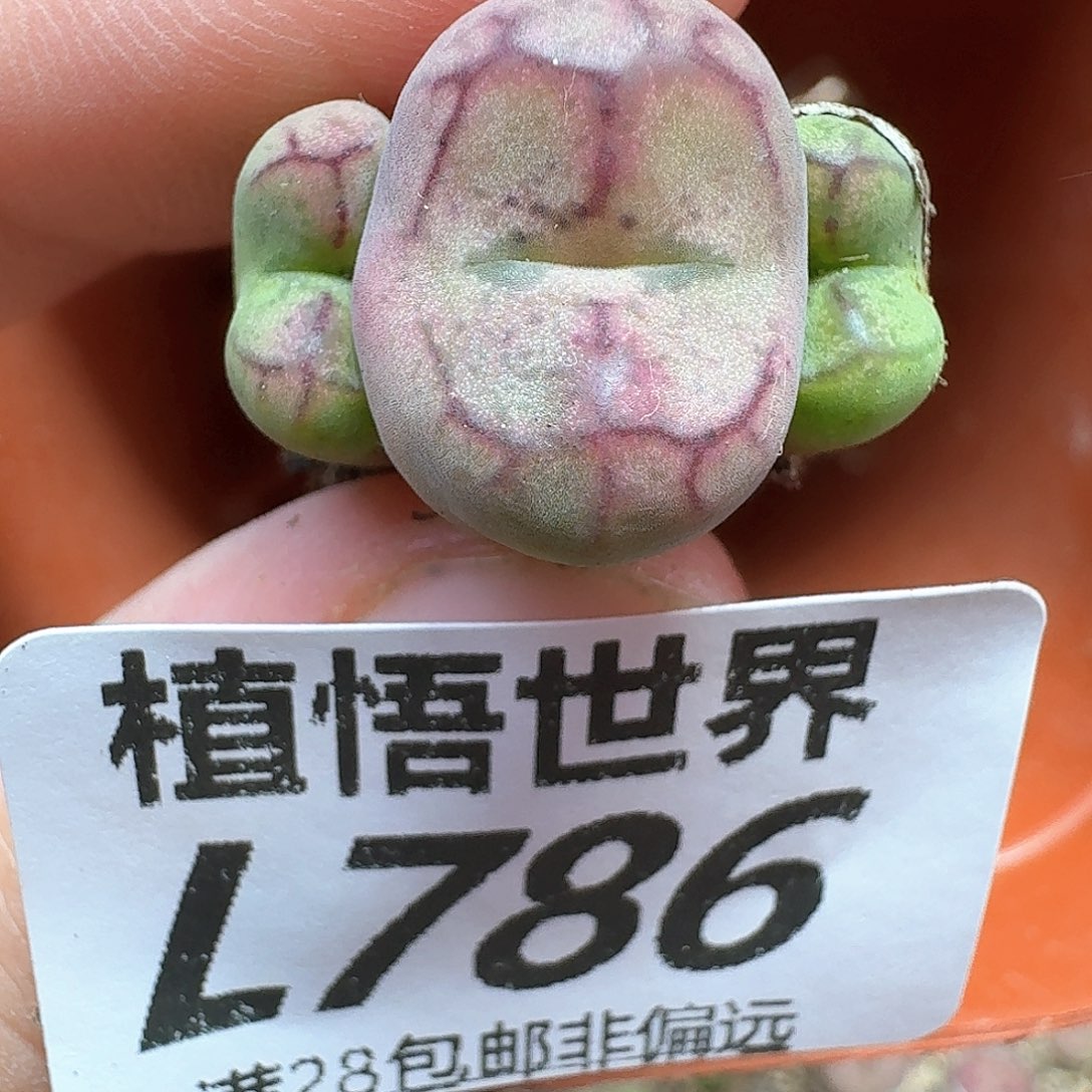 多肉植物的人生历程c