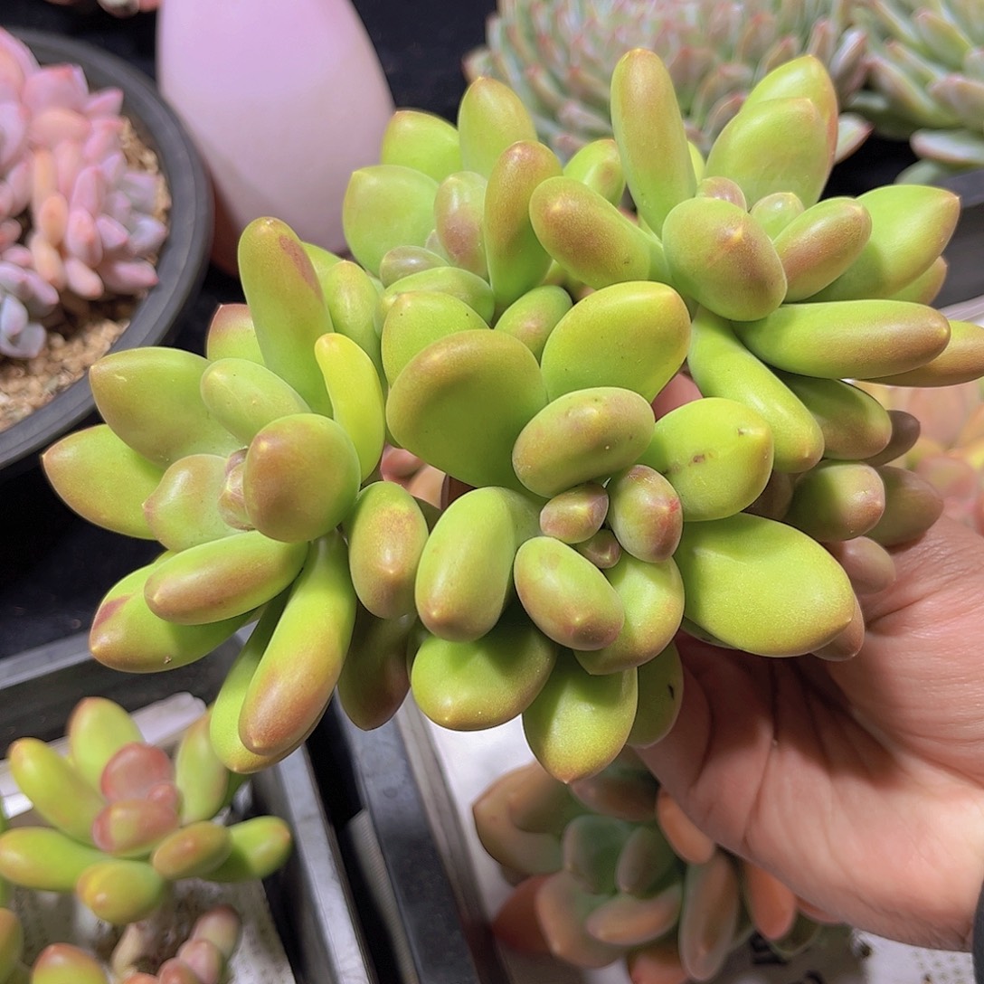 多肉植物芒果奶美人