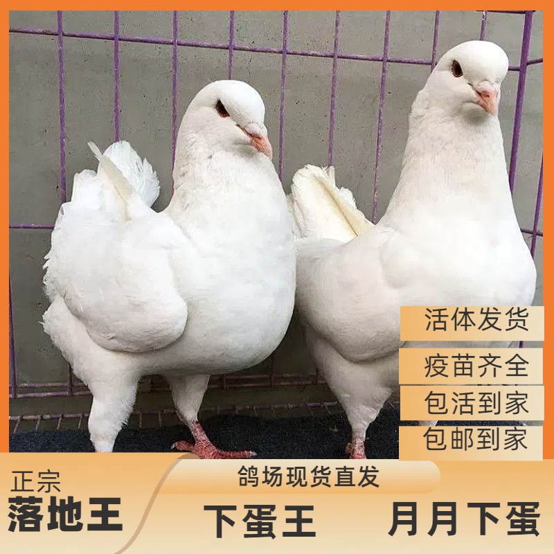 鸽子活苗一对出售大体落地王鸽种鸽元宝鸽下蛋繁殖观赏鸽鸽子批发