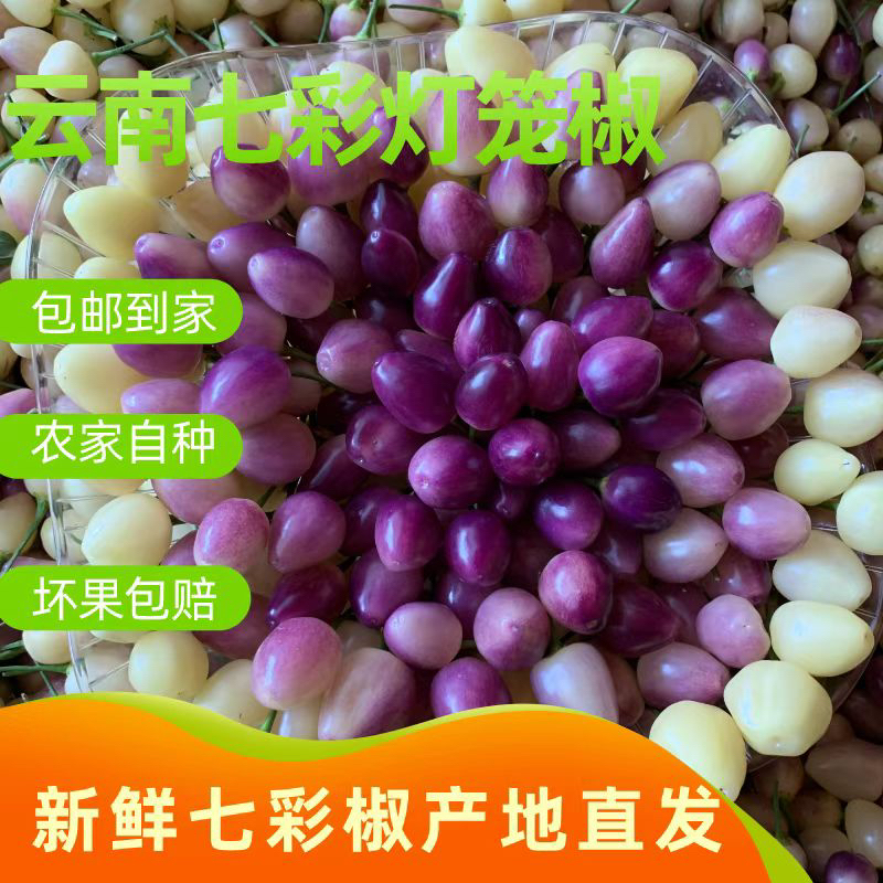 云南新鲜五彩椒七彩椒灯笼椒可腌制泡椒脆嫩好吃