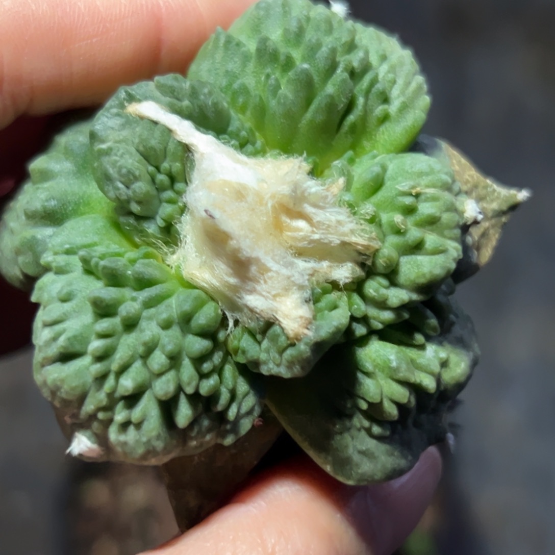 q127，仙人球的世界里