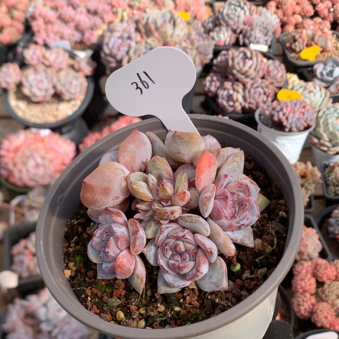 8厘米六头有砍紫心石榴籽 361