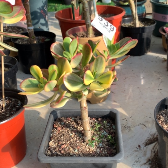 939老花脱土发货