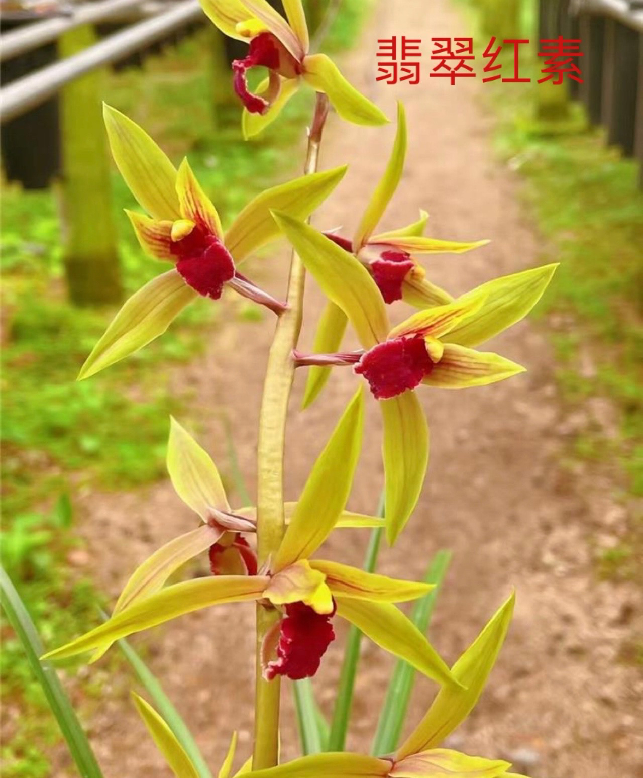 浓香型兰花苗室内绿植盆栽一物一拍专用