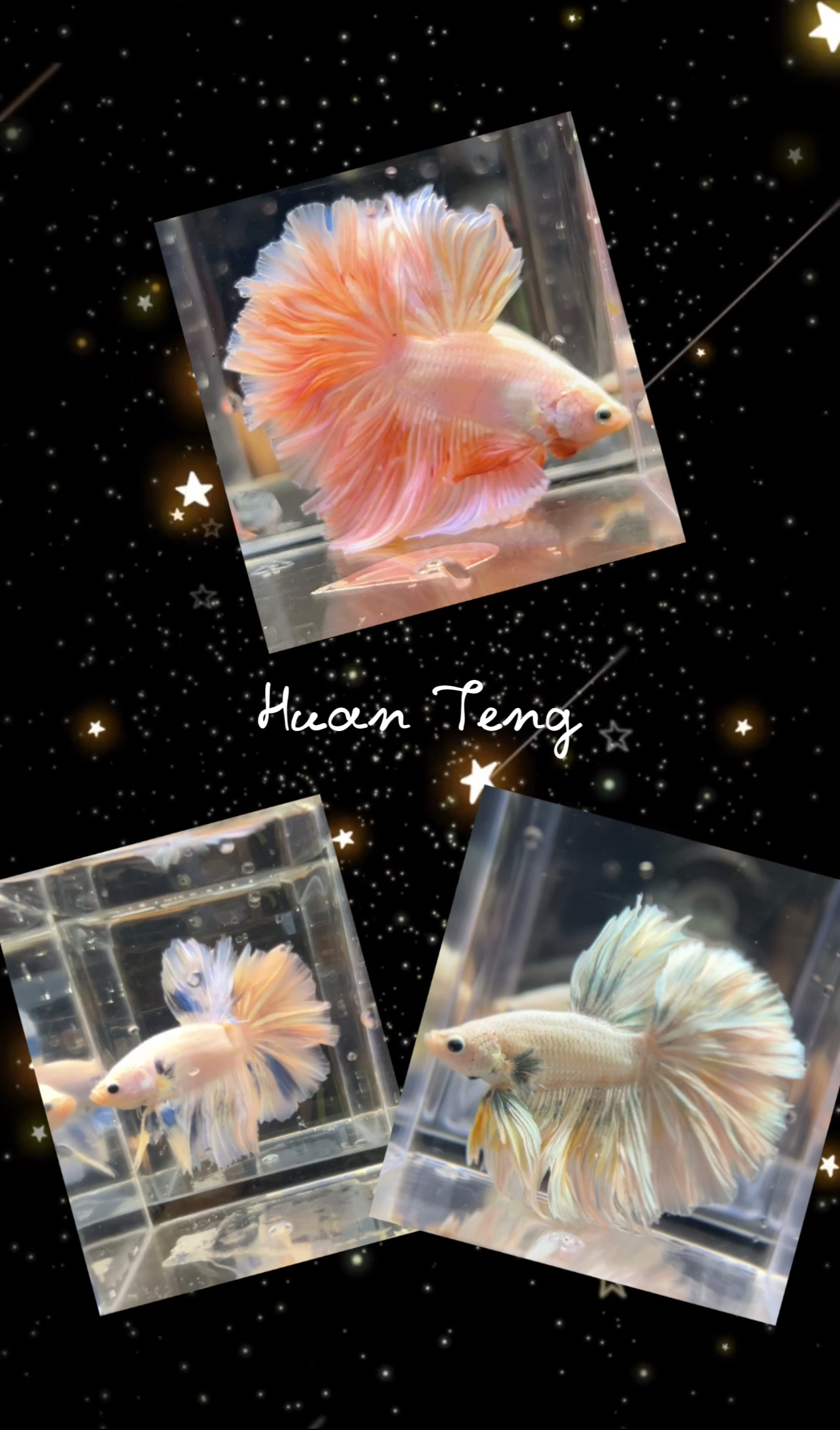 B5（97-120）欢腾水族泰斗小型热带观赏鱼（直播间选鱼）