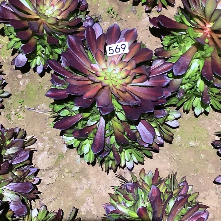 多肉植物法师569黑铜壶中班