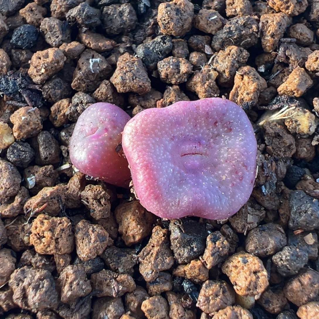 018多肉植物种类多样