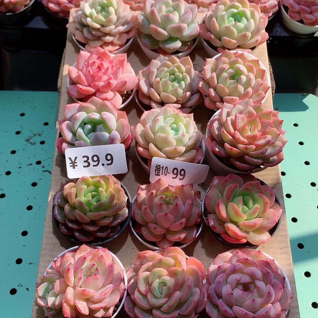 10-99一物一拍带盆18颗