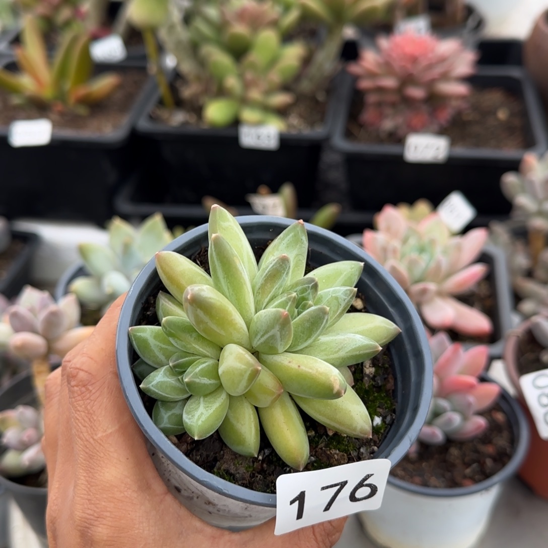 176号一物一拍一物一拍