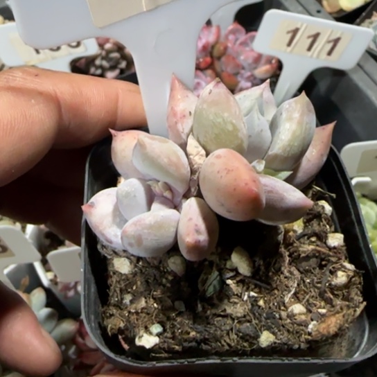 115奶油公主一物一拍多肉