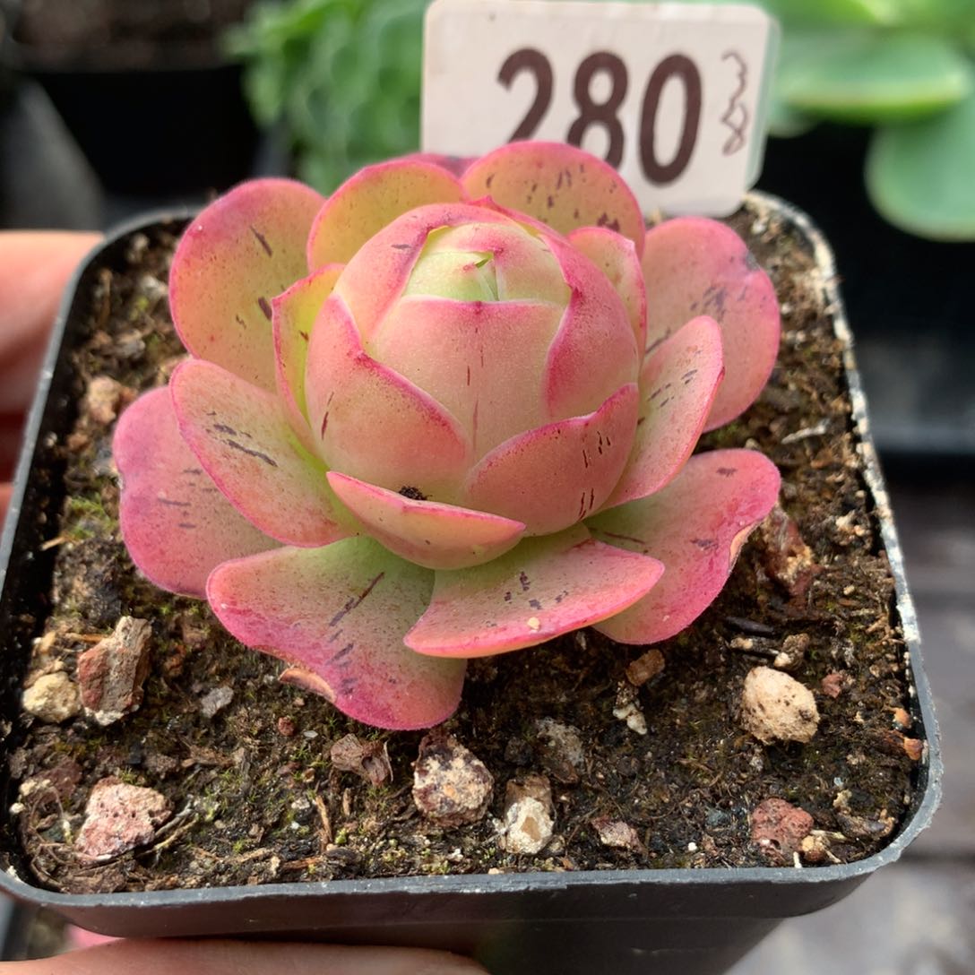 山地玫瑰不知名280