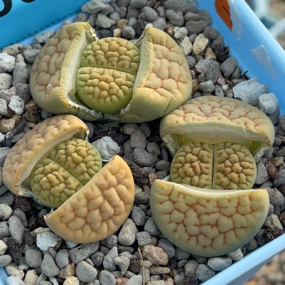 6323黄绿富贵三颗。