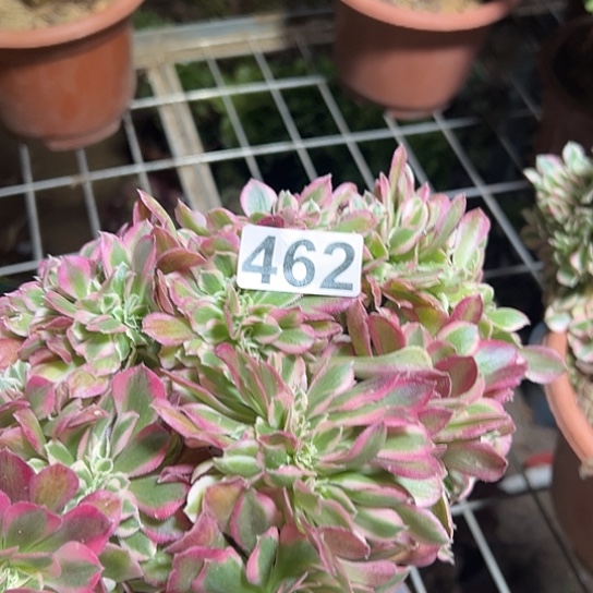 寇***儿多肉植物一个女巫462