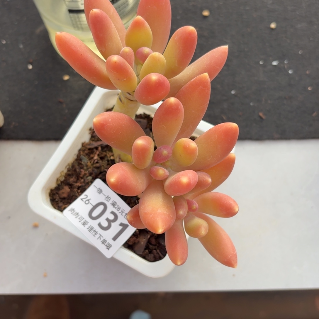 金蝉无盆土发货无盆