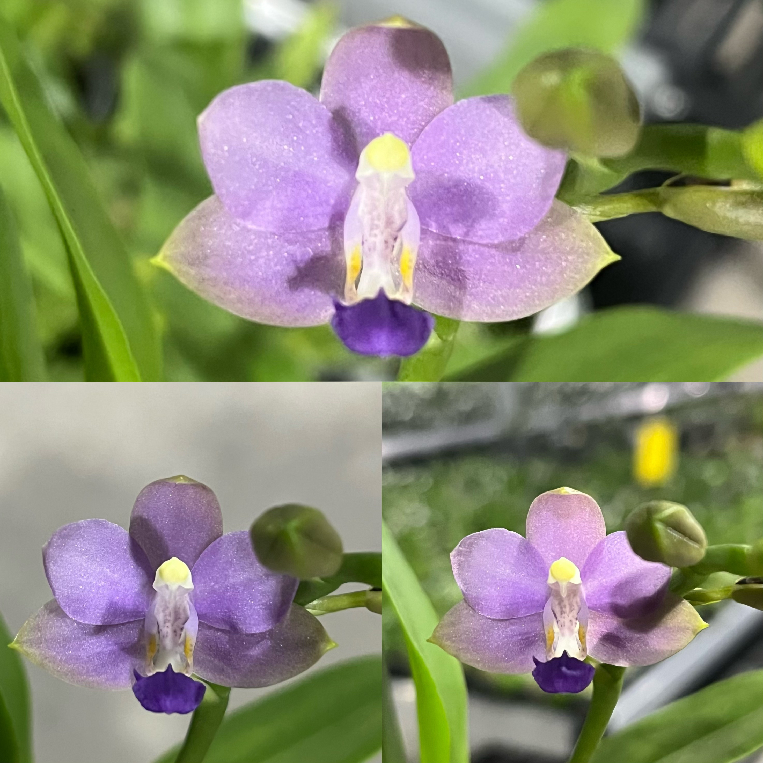 2.5寸 KLS181-抽梗苗  蝴蝶兰 原生趣味兰 蝴蝶兰兰花