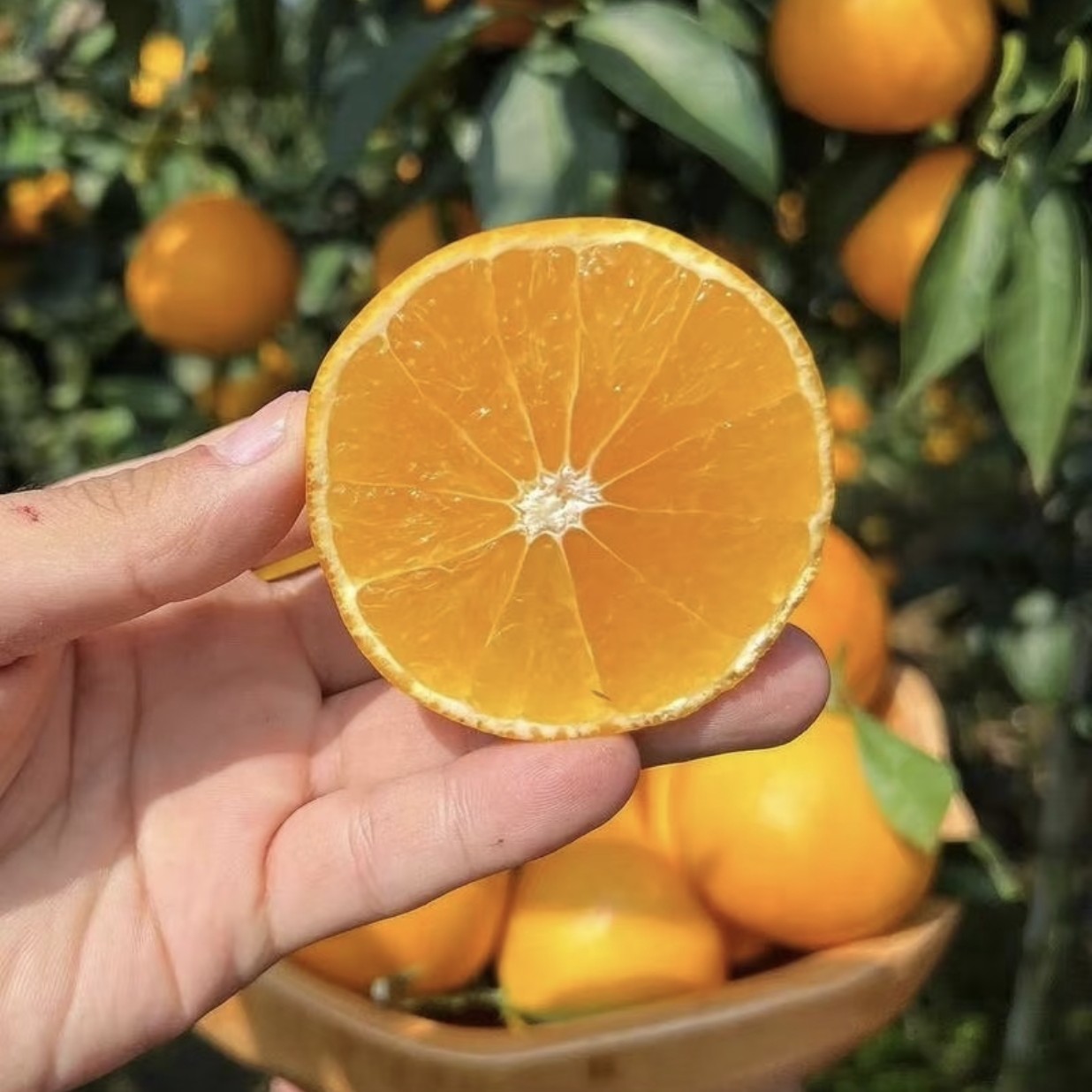 【Z】爱媛果冻橙约1斤/5斤/10斤 基地直采直供四川省