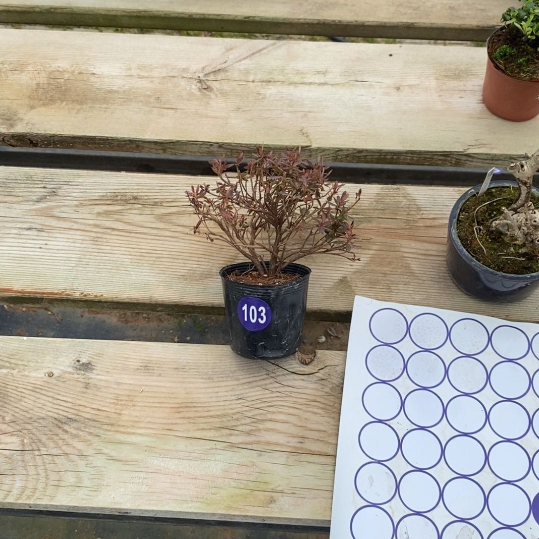 红陶李*林红红火火过大年103