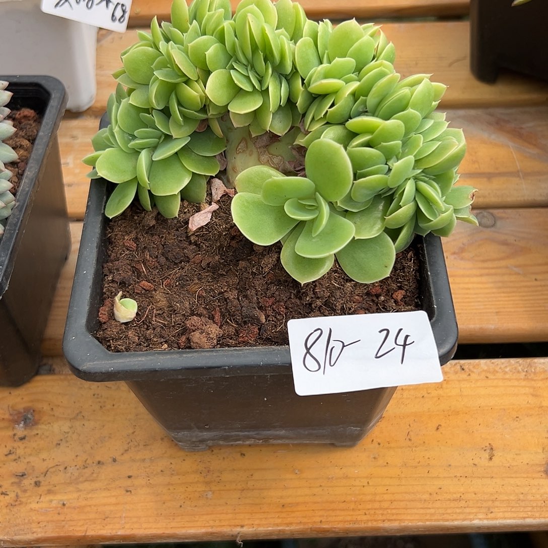 *****8-10-24星娜塔缀多肉植物