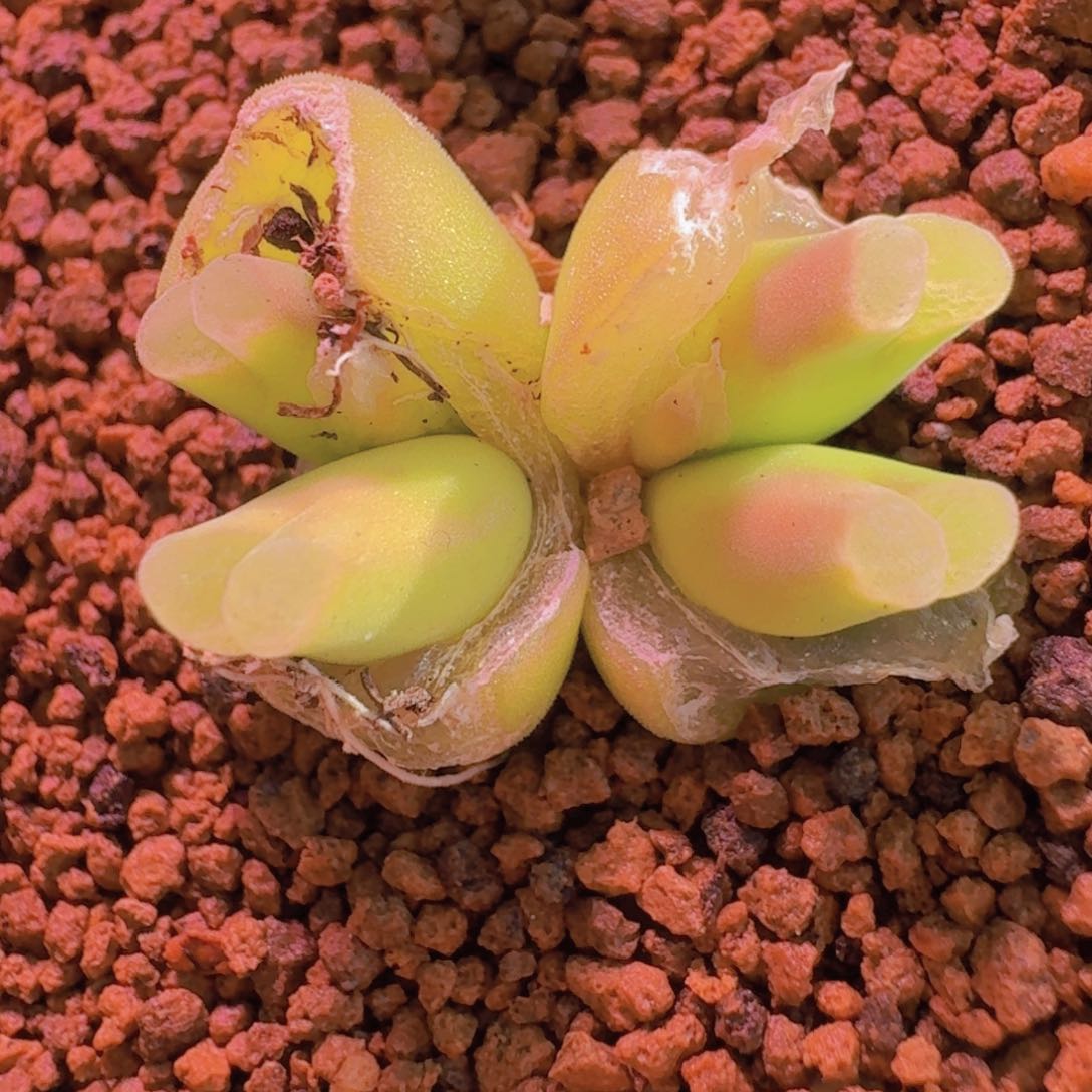 云缦新年优惠5.19粉奶瓶