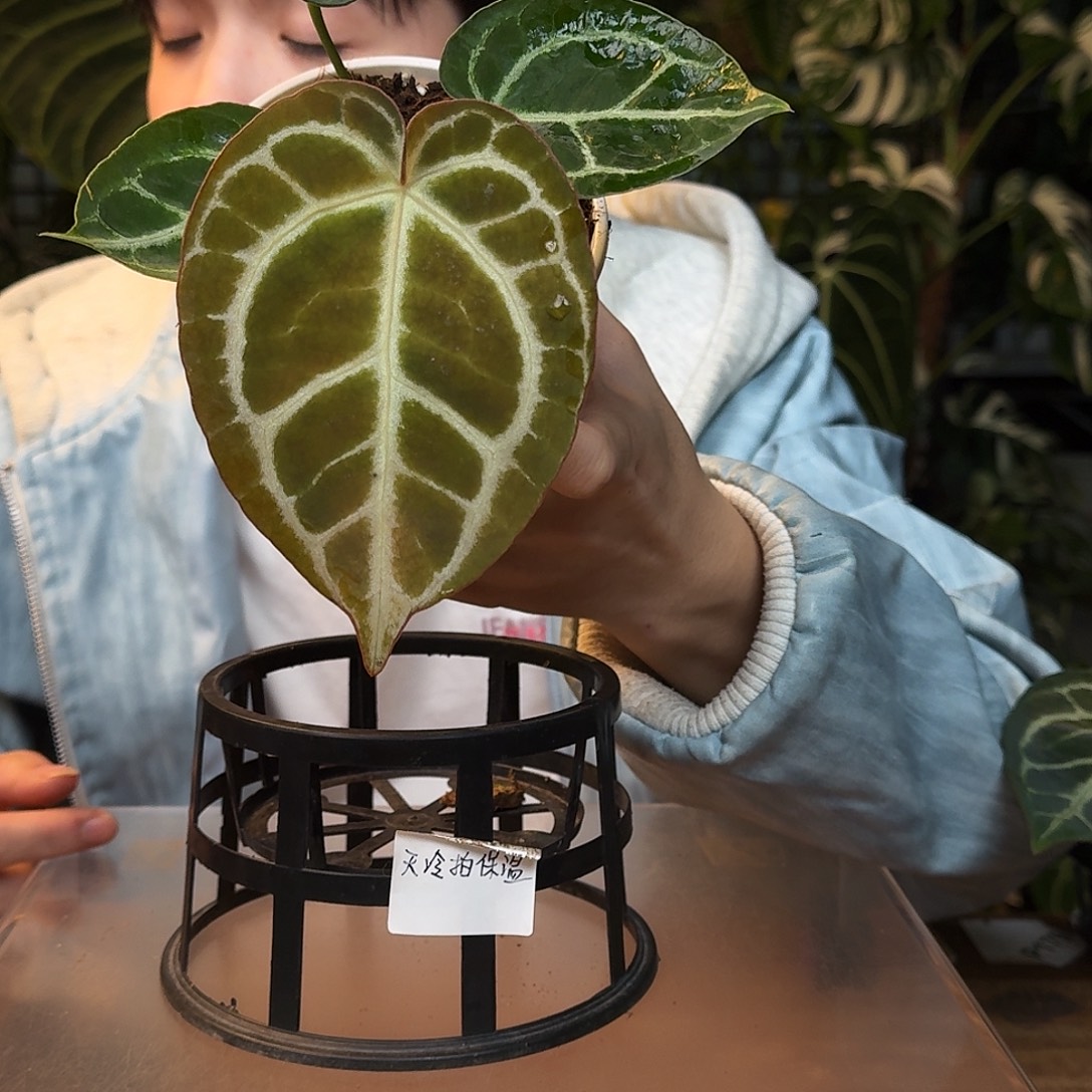 完全开放H187狂想曲杂小钻石