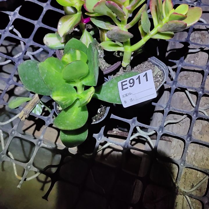 军***妹三颗玉树911品种玉树