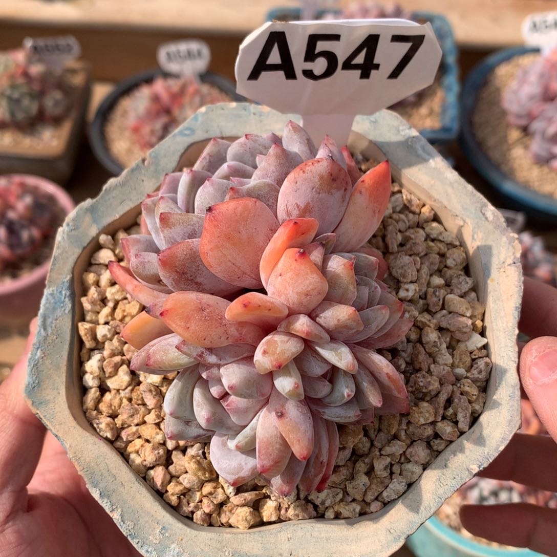 A547 4头橙梦露 自然群