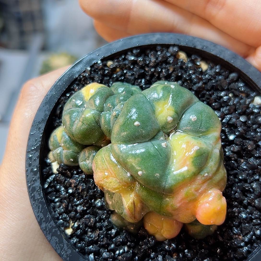 10号实生乌锦6.6公分带盆