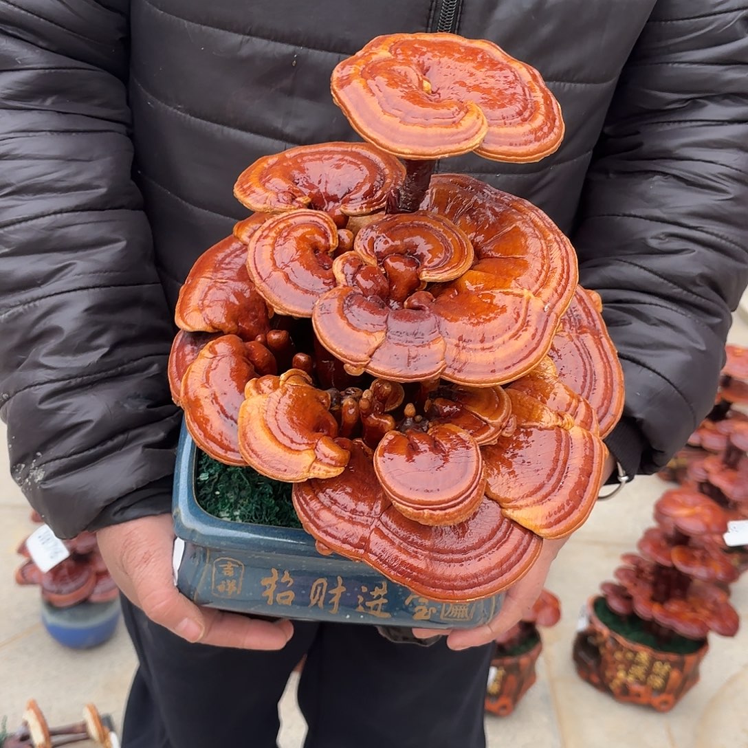 无花朵灵芝12344567788