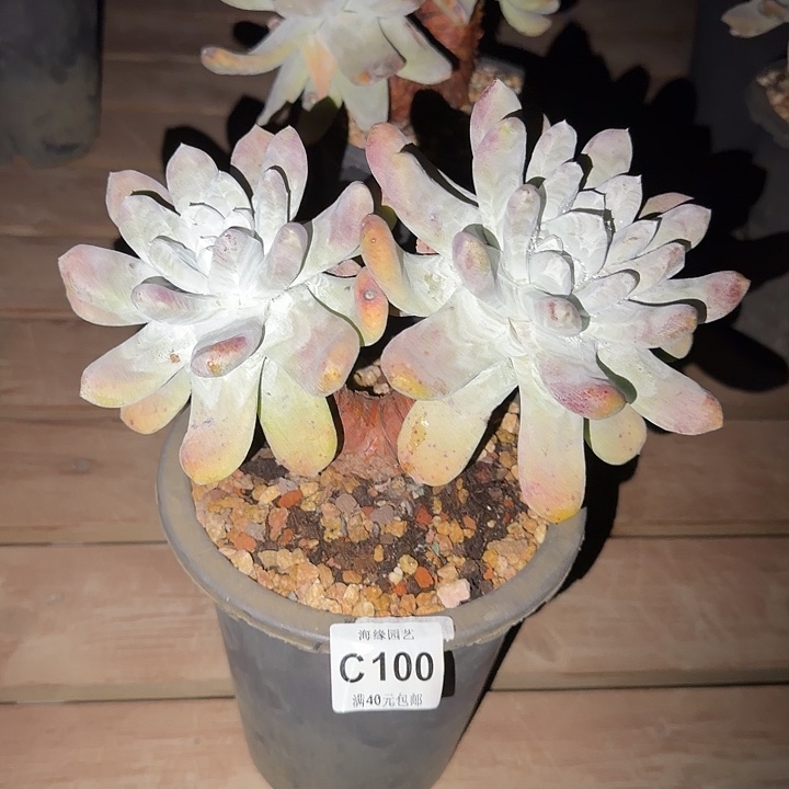 拇指仙女杯多肉植物