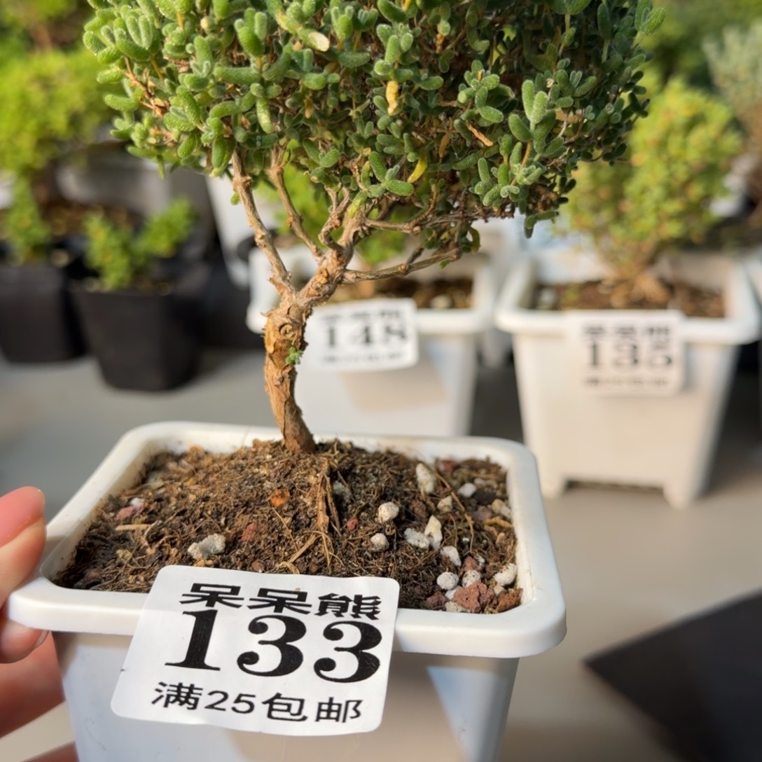 闪电购花卉园艺133