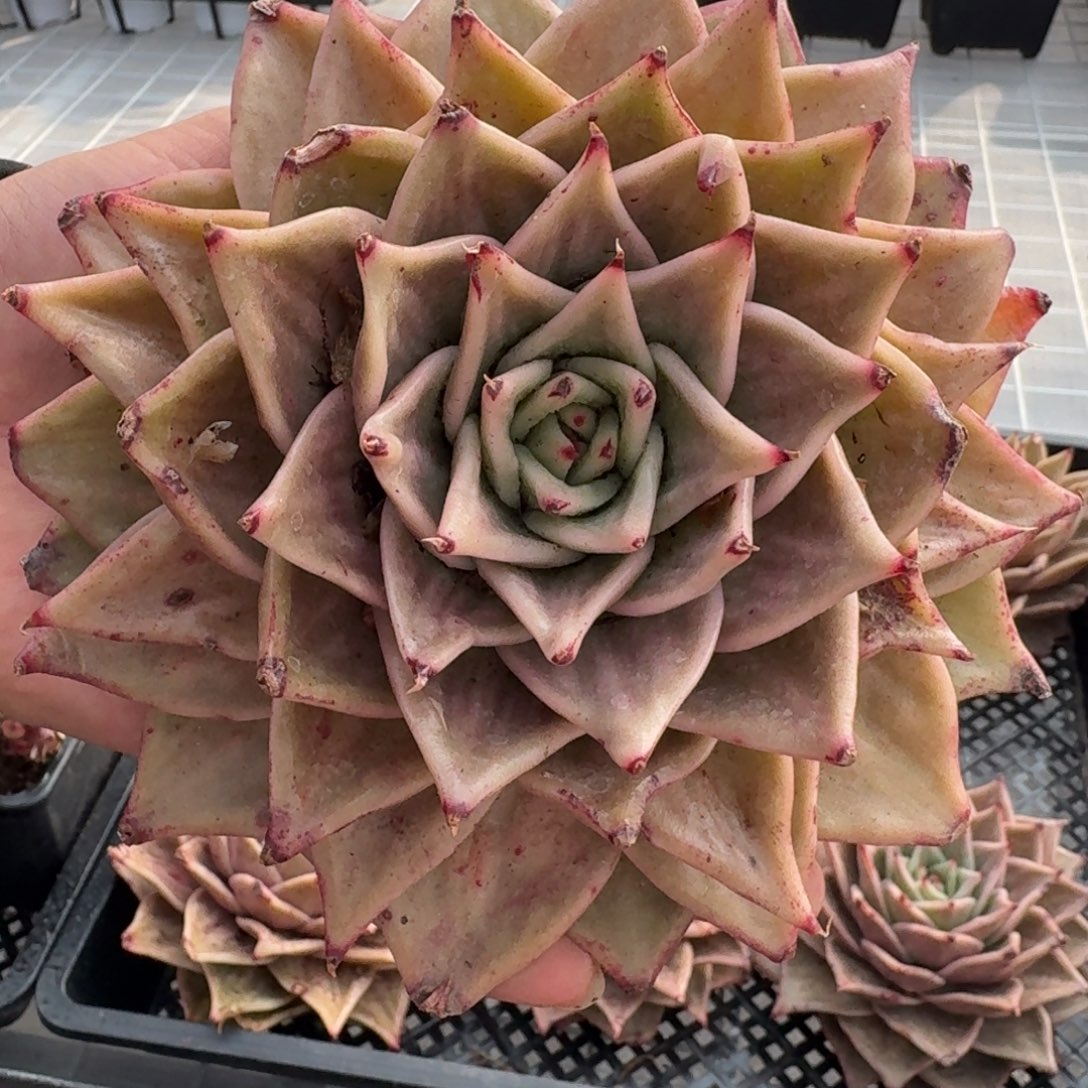 从前慢花园精选星星锦