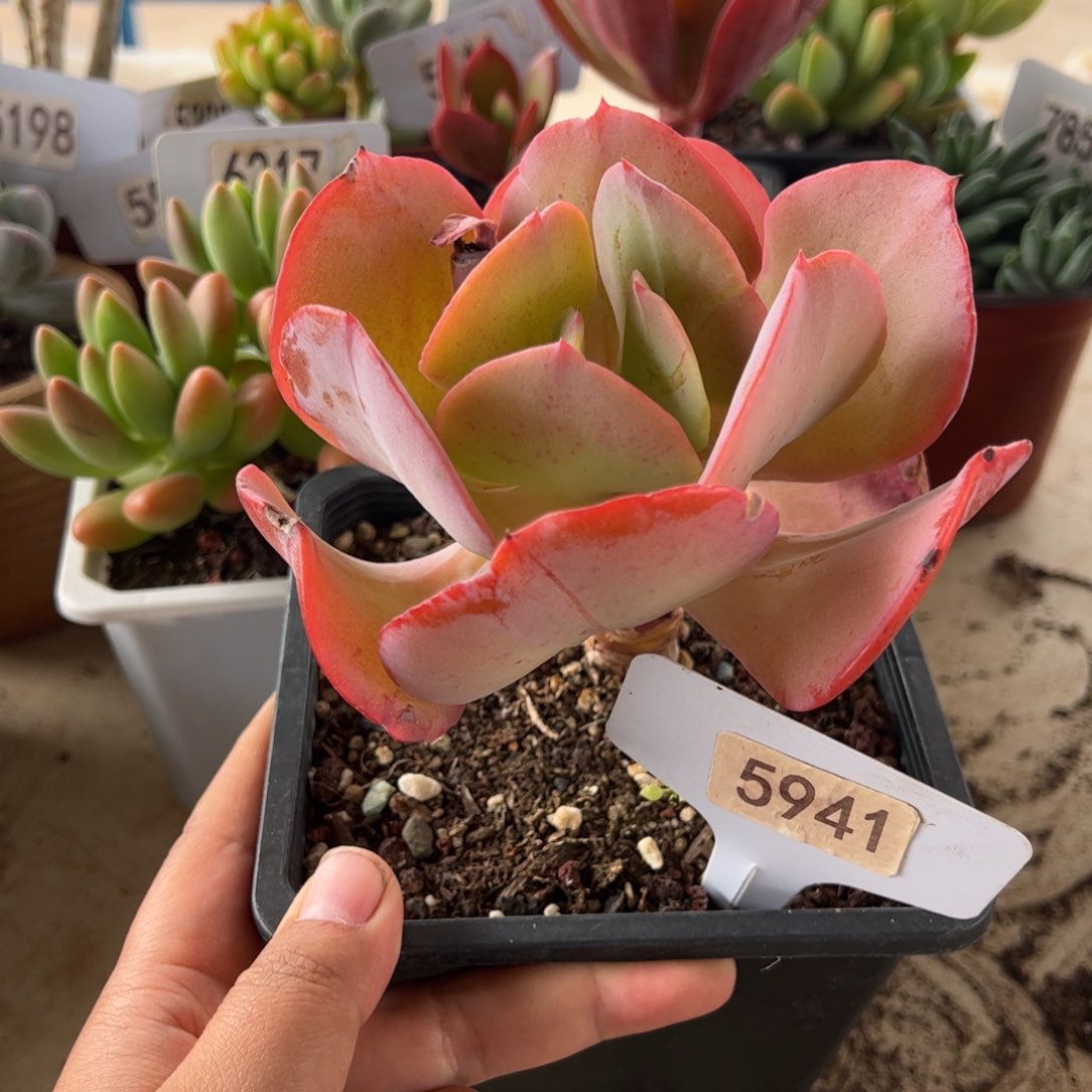 【闪购商品】包菜。5941。 111111