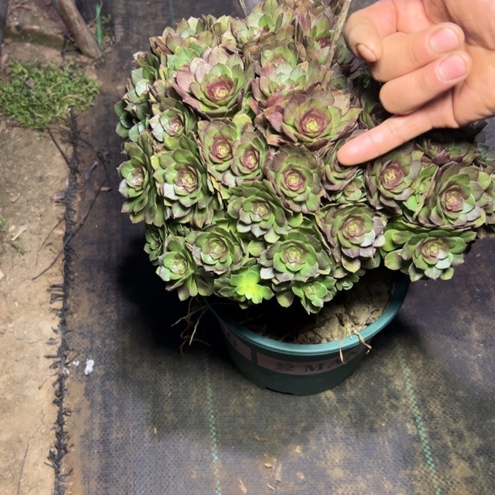 20万圣节多肉多肉多肉