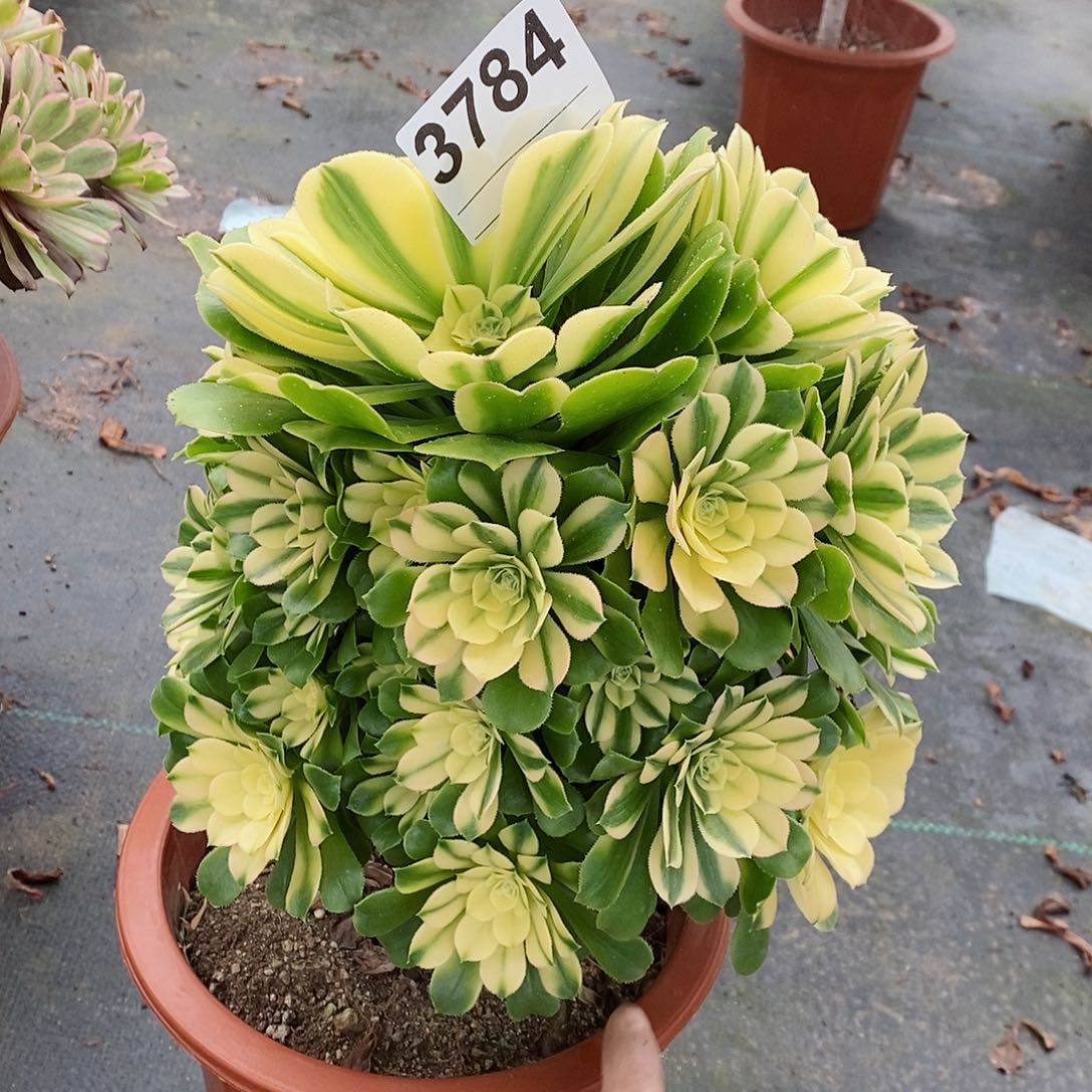 红陶3784辛尼亚多肉