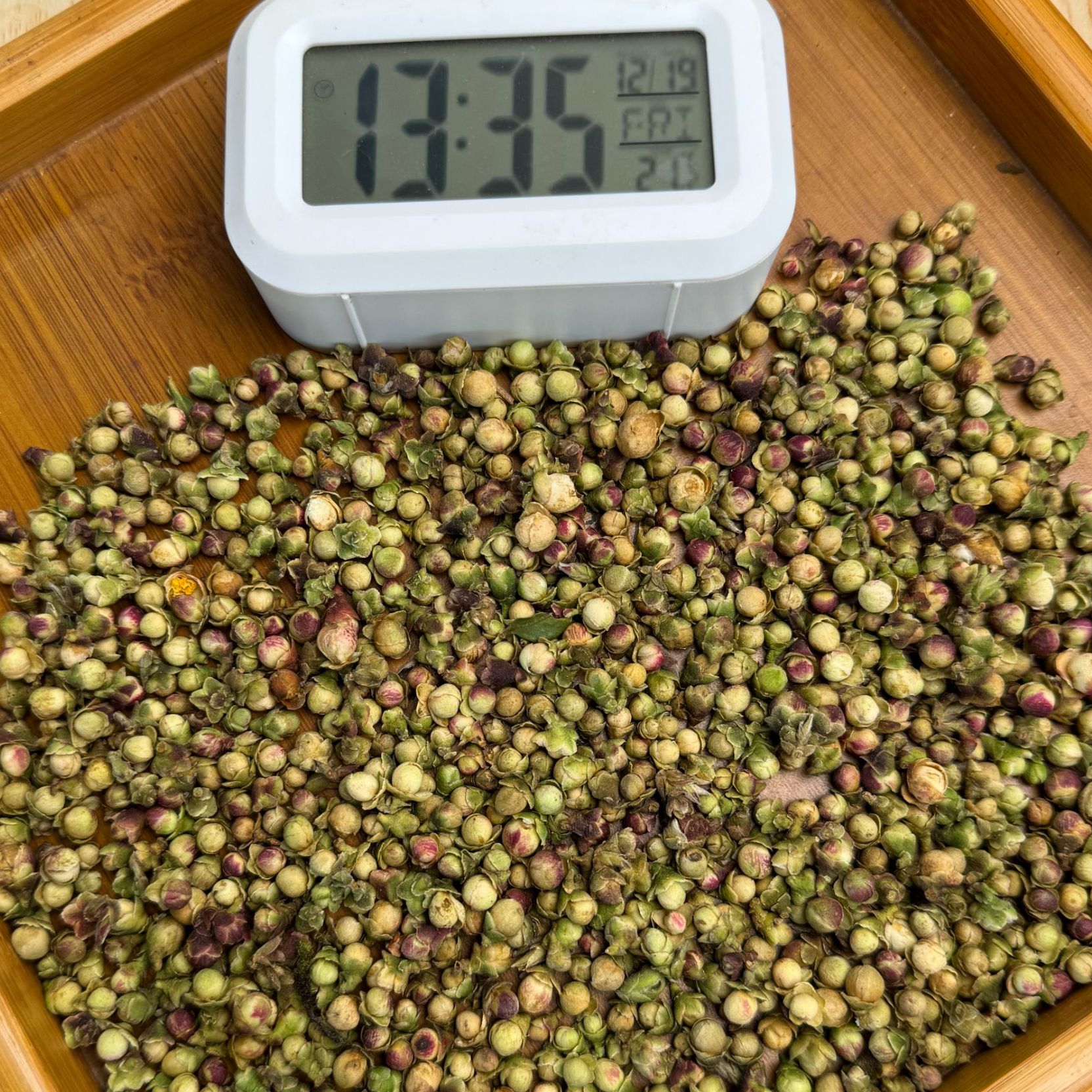 2025年 邦东大雪山野生冬花苞·白茶·散茶