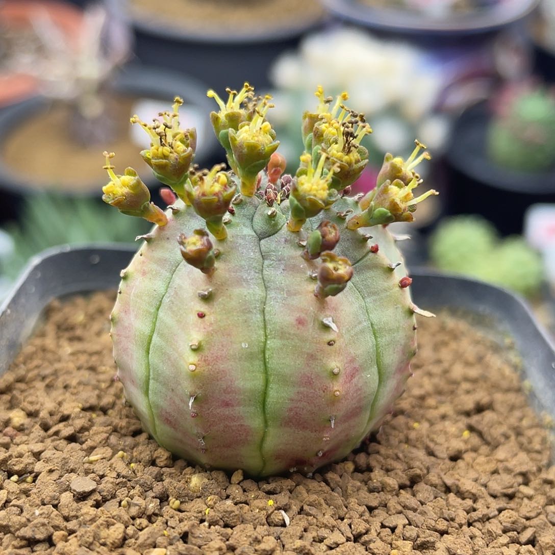 实生欧系布纹球锦仙人球多肉