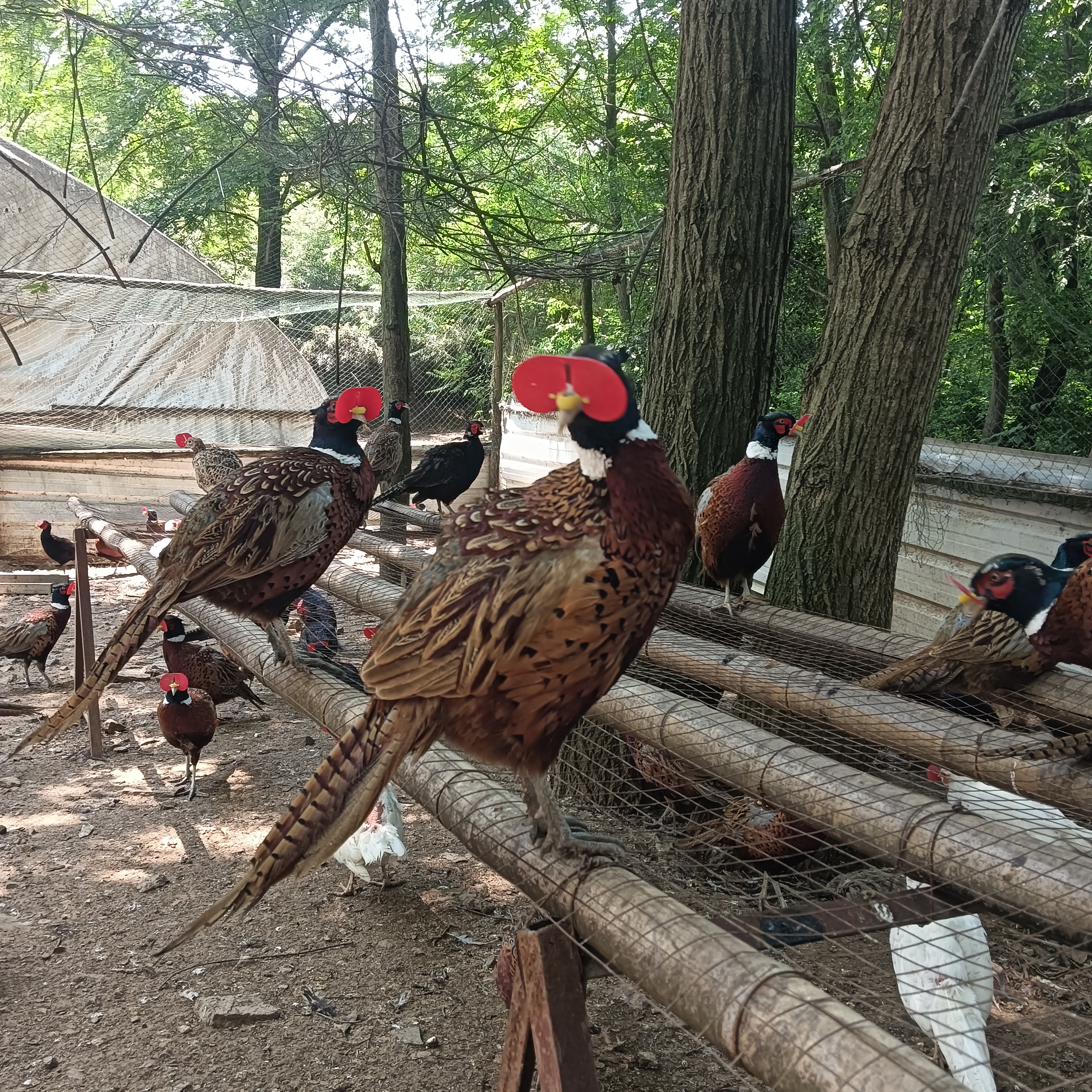 散养七彩整鸡山鸡