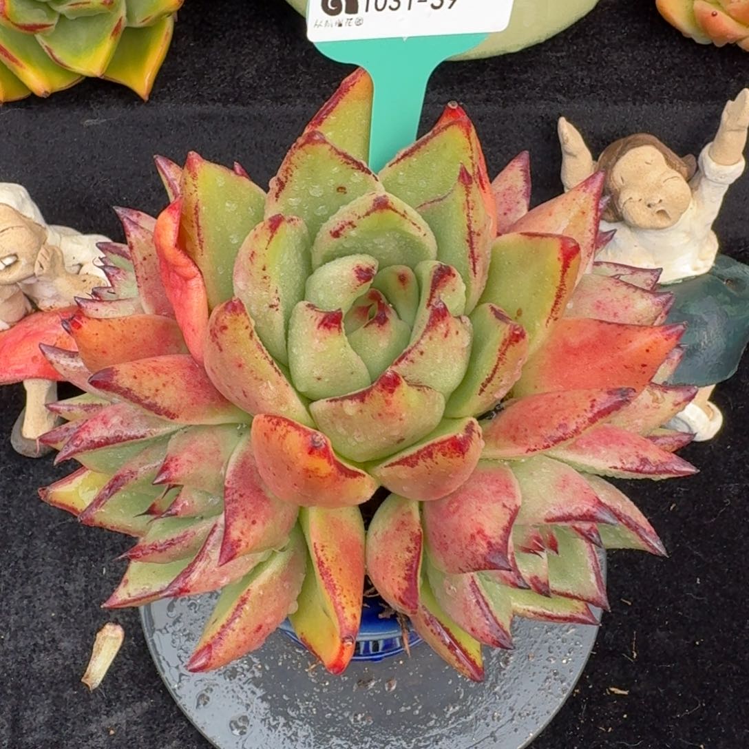 从前慢多肉精选编号1031.39