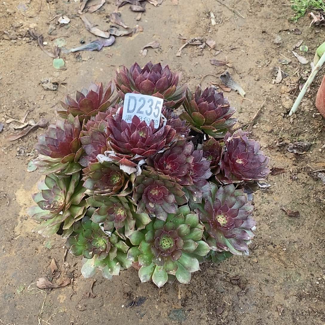 235 多肉植物不包断枝