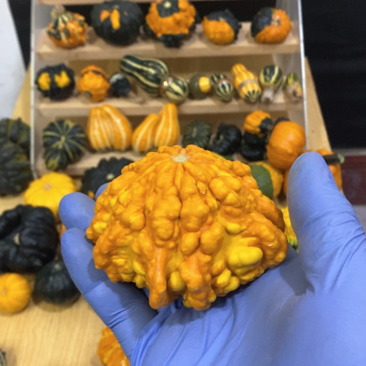 【闪购商品】?*泡墨西哥七彩葫芦青皮葫芦