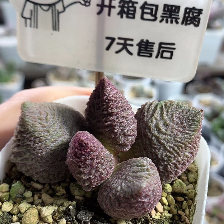 巨猪宝—专拍专拍专拍