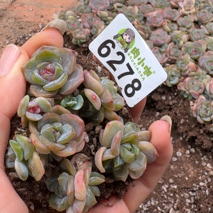 多肉植物多肉植物